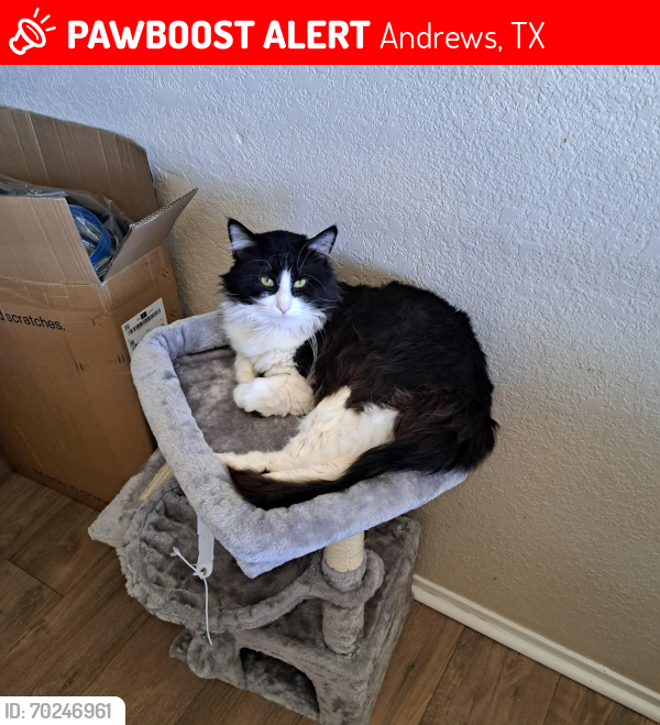 Lost Male Cat last seen apmts, Andrews, TX 79714