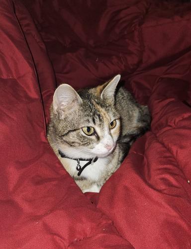 Lost Female Cat last seen South 6th St & West Lang, Alvin, TX 77511