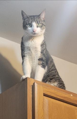 Lost Male Cat last seen 45th street copiague New highway , Copiague, NY 11726