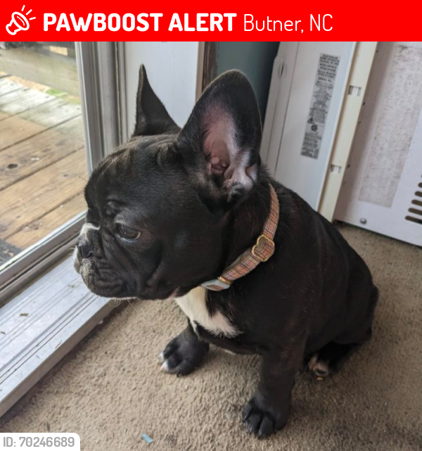 Lost Male Dog last seen Gate 1 Rd and Hilltop Drive, Butner, NC 27509