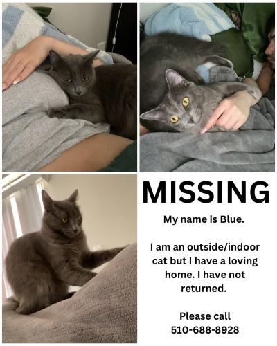 Lost Female Cat last seen Millard elementary school, Fremont, CA 94538