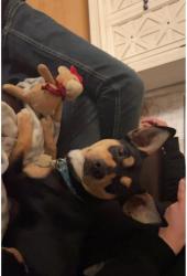 Lost Male Dog last seen Olive ct, grant avenue, crescent avenue, california st, Lodi, CA 95258