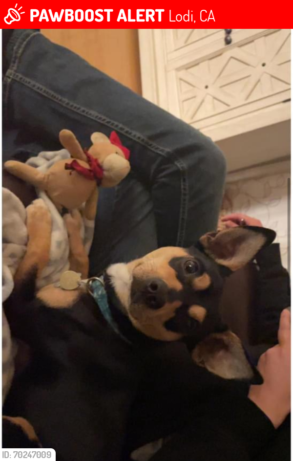 Lost Male Dog last seen Olive ct, grant avenue, crescent avenue, california st, Lodi, CA 95258