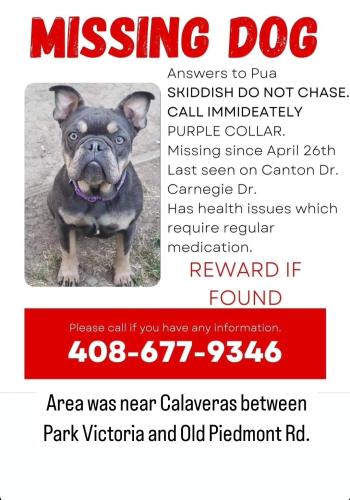 Lost Female Dog last seen Canton Dr. And Carnegie Dr., Milpitas, CA 95035