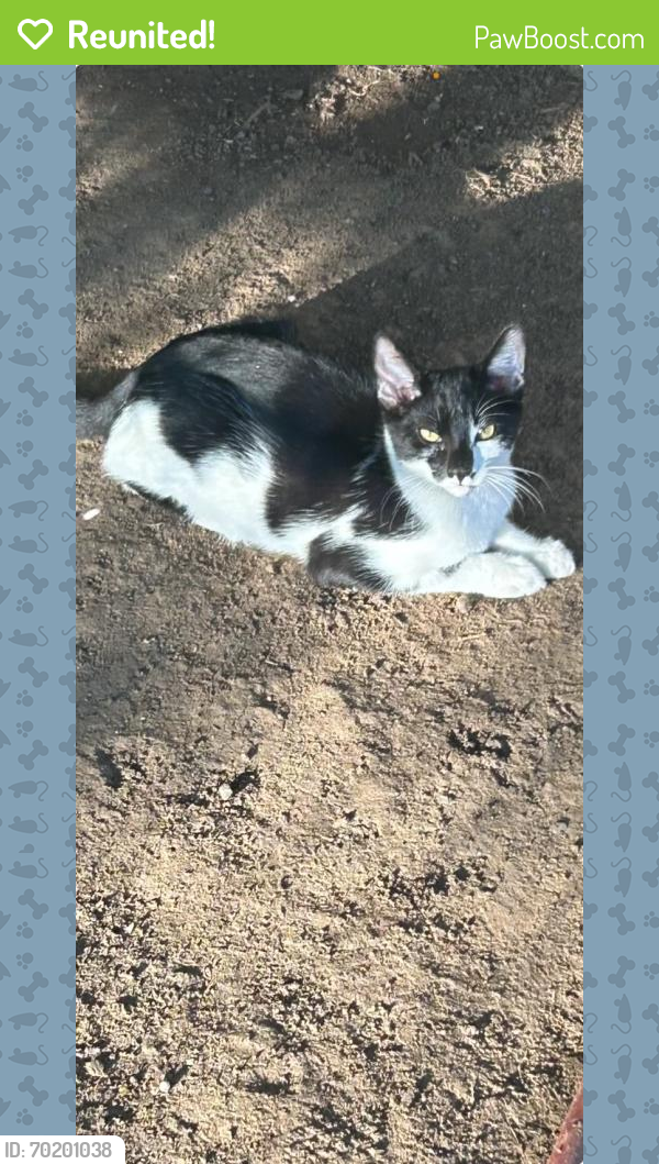 Reunited Male Cat last seen Cranbrook way , Fair Oaks, CA 95628