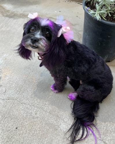 Lost Female Dog last seen 108th Street and Western Ave , Los Angeles, CA 90047