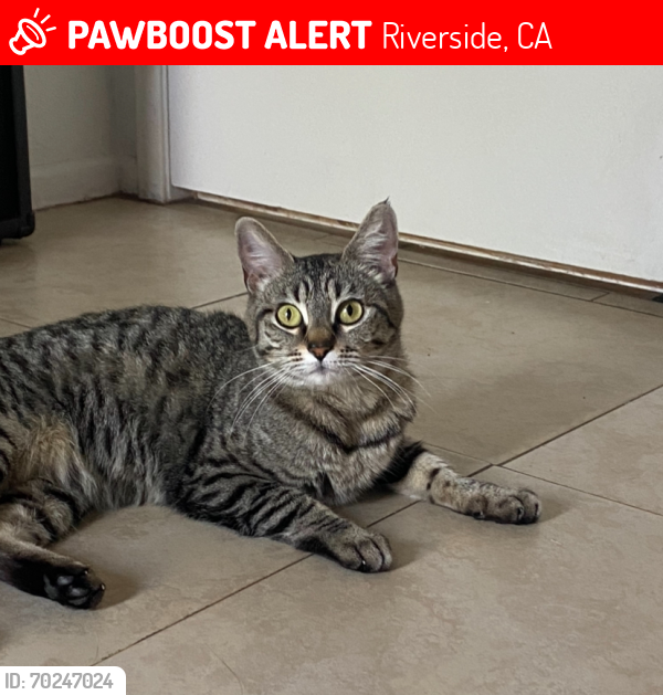 Lost Female Cat last seen Bowlero , Riverside, CA 92503