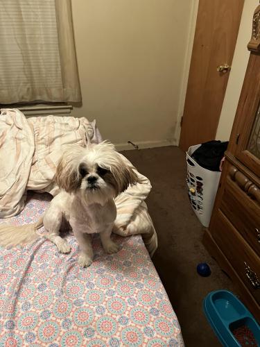 Lost Female Dog last seen Chicago and evergreen , Detroit, MI 48228