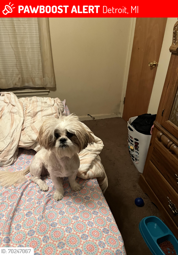 Lost Female Dog last seen Chicago and evergreen , Detroit, MI 48228