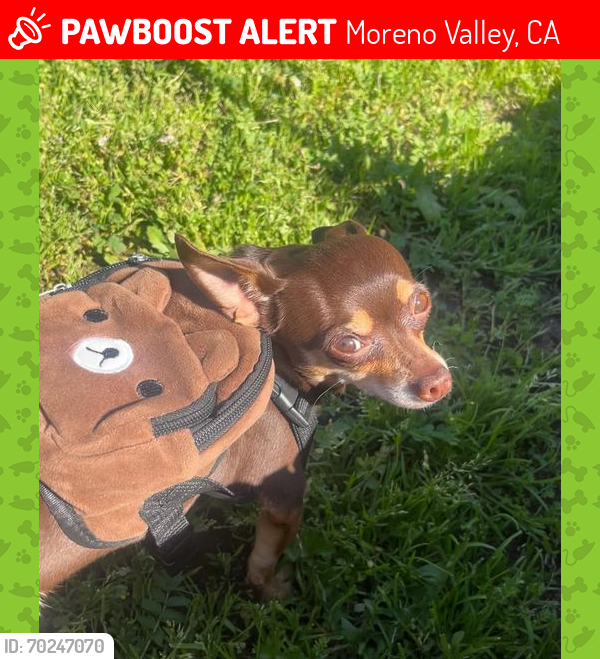 Lost Female Dog last seen Ninya ave and  santiago dr, Moreno Valley, CA 92551