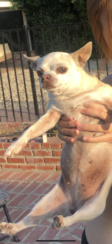 Lost Female Dog last seen Parthenia Ave and Rayen Ave, Los Angeles, CA 91324