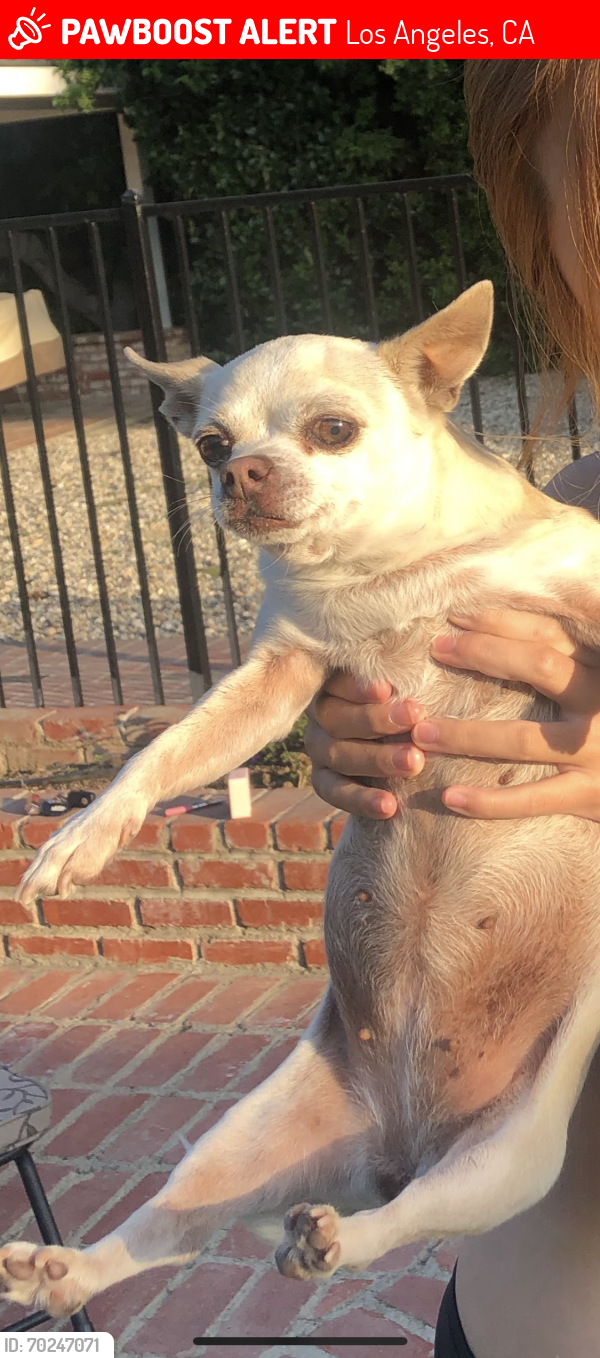 Deceased Female Dog last seen Parthenia Ave and Rayen Ave, Los Angeles, CA 91324