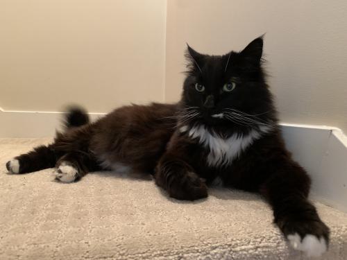 Lost Male Cat last seen Euclid and Horley, Vancouver, BC V5R 3V8