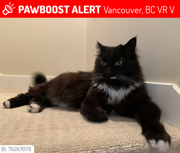 Lost Male Cat last seen Euclid and Horley, Vancouver, BC V5R 3V8