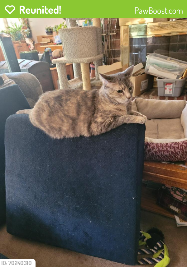 Reunited Female Cat last seen Pippin and Westchester, Citrus Heights, CA 95621