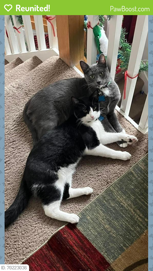 Reunited Male Cat last seen Ecols st south, Monmouth, OR 97361