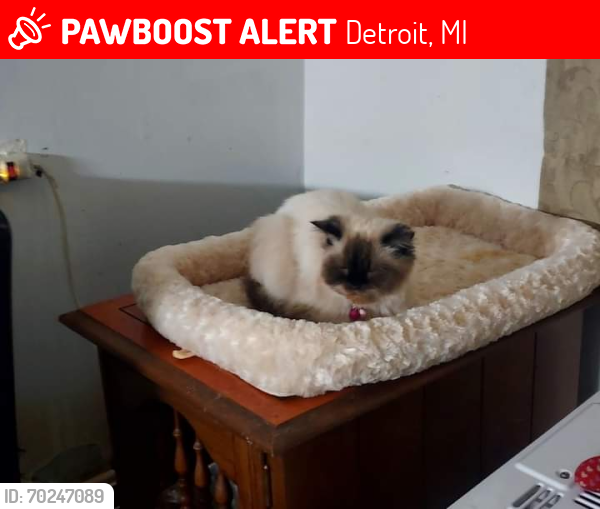 Lost Female Cat last seen Putan Street Detroit Michian 48208, Detroit, MI 48208