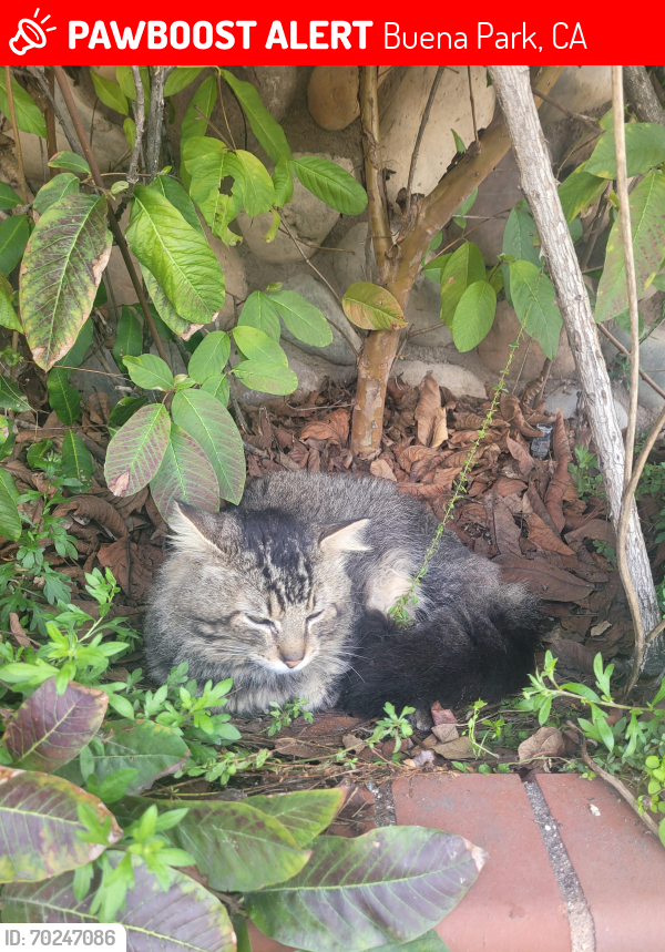 Lost Male Cat last seen El Tract in Buena Park, near Peak Park. , Buena Park, CA 90620