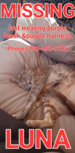 Lost Female Cat last seen E Locust Ave & South g street , Lompoc, CA 93436