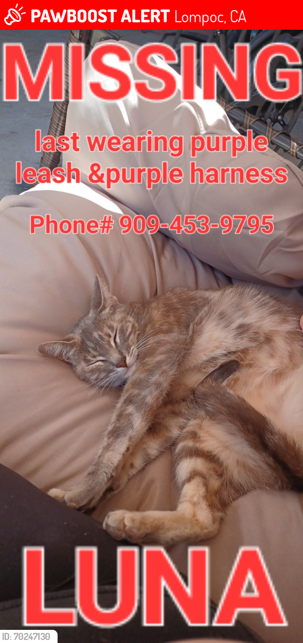 Lost Female Cat last seen E Locust Ave & South g street , Lompoc, CA 93436