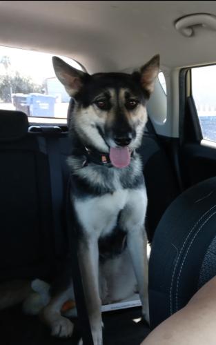 Lost Female Dog last seen Baseline Rd and Central Ave, Phoenix, AZ 85042