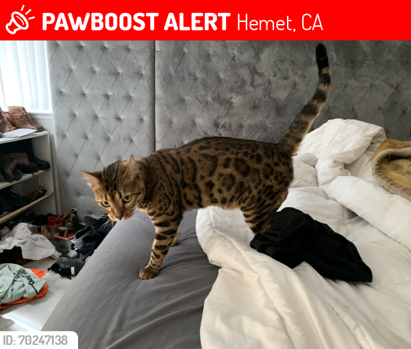 Lost Female Cat last seen Wildflower, Hemet, CA 92545