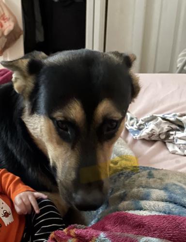 Lost Male Dog last seen Baseline Rd and Central Ave, Phoenix, AZ 85042