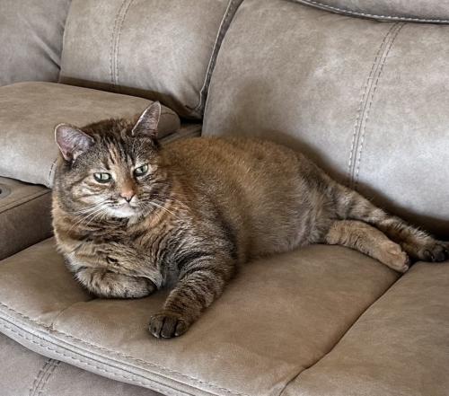 Lost Female Cat last seen Chapala Dr and Le Conte Dr , Riverside, CA 92507