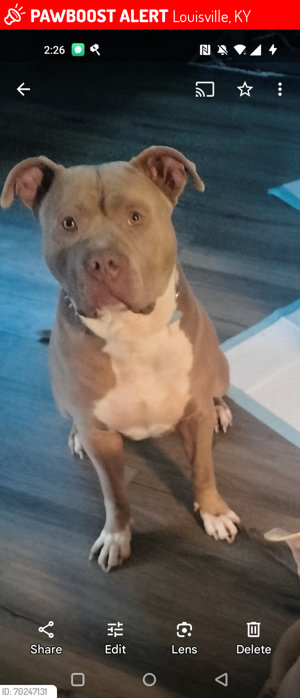 Lost Male Dog last seen I'm in south end , Louisville, KY 40208