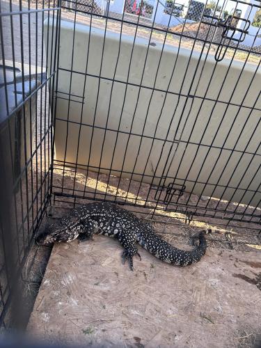 Lost Male Reptile last seen W ovile ave & N 94th Ave, Peoria, AZ 85345