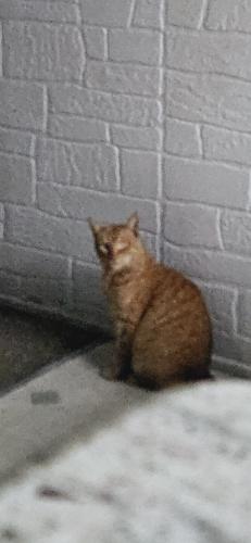 Lost Male Cat last seen FRY LANE --BERNARD ST., Hayward, CA 94545