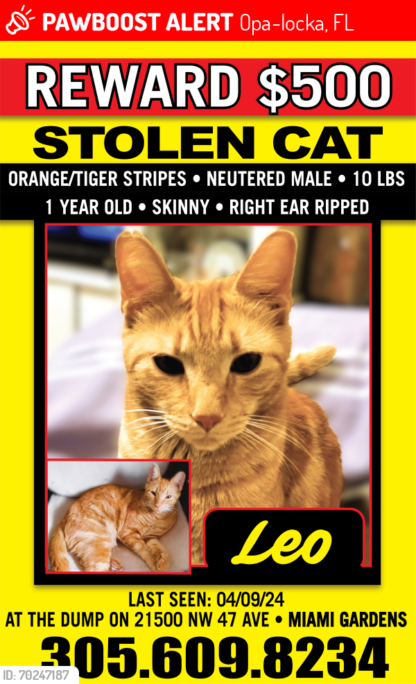 Lost Male Cat last seen North Landfill Dump at 21500 NW 47th Ave in Miami Gardens., Opa-locka, FL 33055