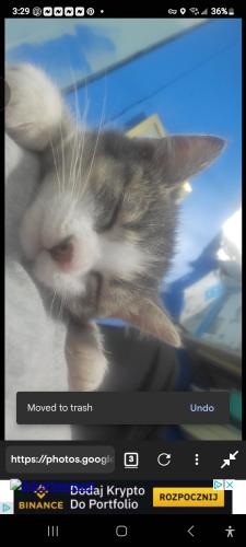 Lost Male Cat last seen Gibson, Albuquerque, NM 87121
