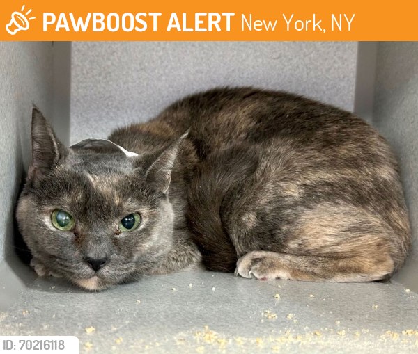 Shelter Stray Female Cat last seen Near W 192nd Street, BRONX, NY, 10468, New York, NY 10029