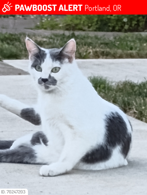 Lost Female Cat last seen Interstate , Portland, OR 97217