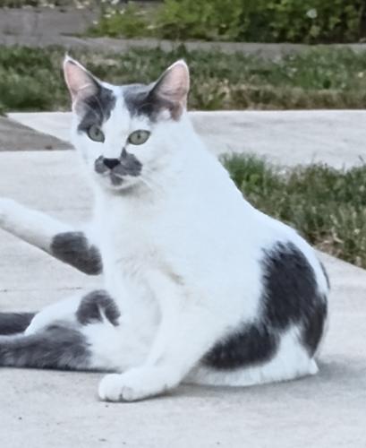 Lost Female Cat last seen Interstate , Portland, OR 97217