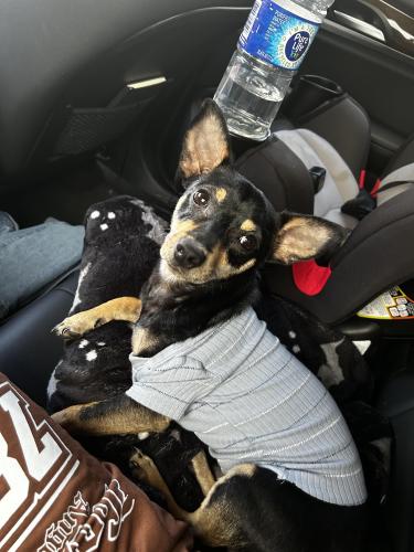 Lost Male Dog last seen hughes landing research forest , The Woodlands, TX 77381