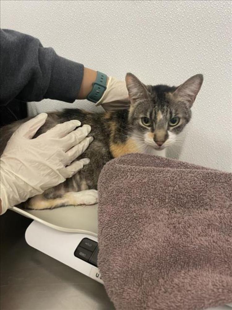 Shelter Stray Female Cat last seen FRONT OF SHELTER, Hayward, CA 94544