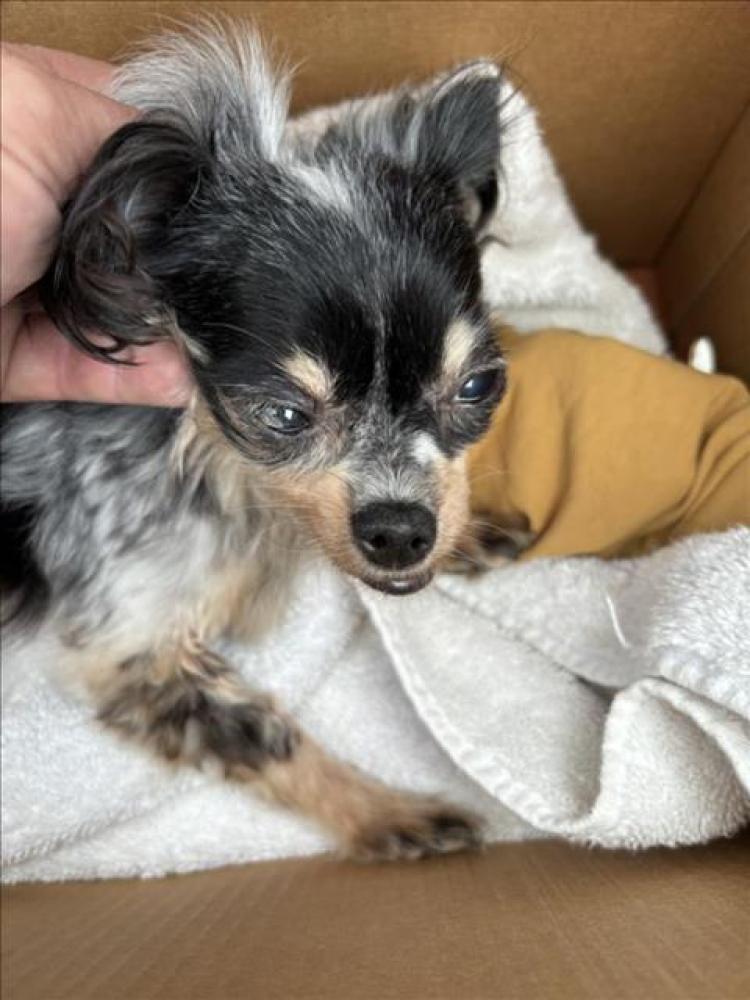 Shelter Stray Female Dog last seen ORIZBA AND EIGTH STREET, Long Beach, CA 90815