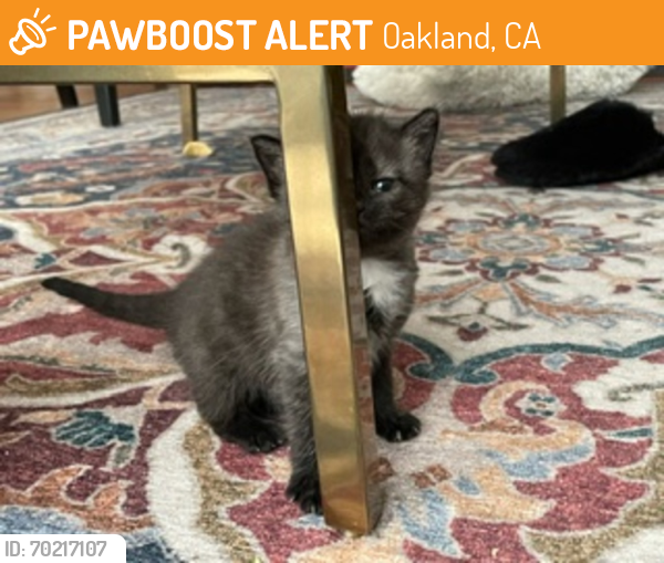 Shelter Stray Female Cat last seen Near International Bottom, OAKLAND, CA, 94603, Oakland, CA 94621