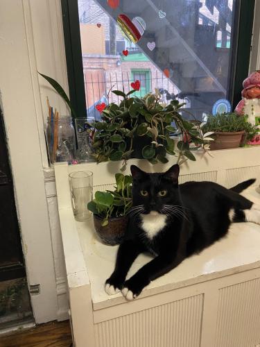 Lost Male Cat last seen Belmont & Halsted , Chicago, IL 60657