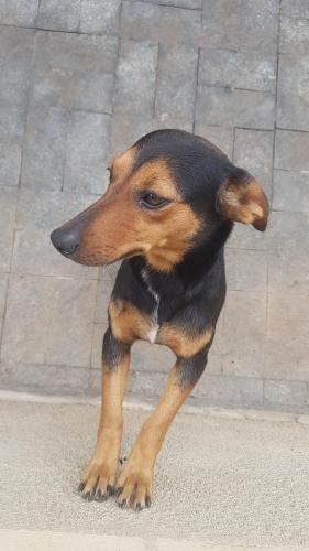 Lost Female Dog last seen Clube dos comerciários , Jardim America, SP 