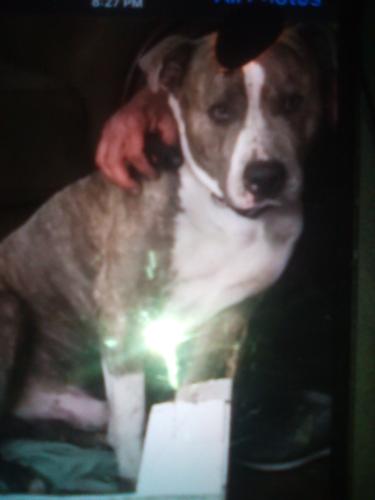 Lost Male Dog last seen Belmont and fruit, Fresno, CA 93706