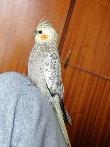 Lost Unknown Bird last seen Ribbens Street, Daspoort, Pretoria , Pretoria, GP 0082