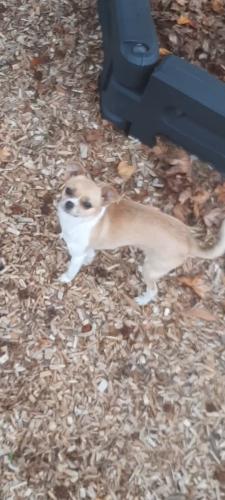 Lost Female Dog last seen Last heard a guy found her and dropped her off in a culdesac off Wionna st off of reynolda., Winston-Salem, NC 27106