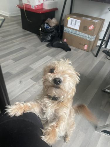 Lost Male Dog last seen South Grand Avenue , Burgess and Emerson Avenue , Indianapolis, IN 46201