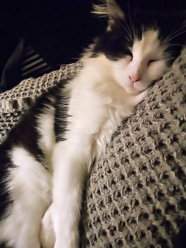 Lost Female Cat last seen Cliffmine road imperial near Montour trail, Imperial, PA 15126