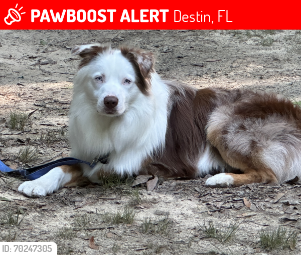 Lost Male Dog last seen Banning Drive and Vintage Circle near the Bayou Boatramp, Destin, FL 32541