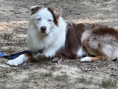 Lost Male Dog last seen Banning Drive and Vintage Circle near the Bayou Boatramp, Destin, FL 32541