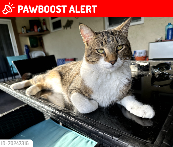 Lost Male Cat last seen In the willows on Bobwhite Rd, Royal Palm Beach, FL 33411
